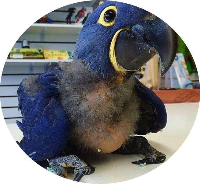 Parrot-Large-11